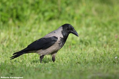 Corvus corone (crow-cornacchia)