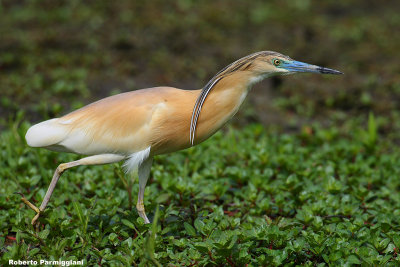 Ardeola ralloides (squacco heron-sgarza ciuffetto)