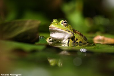 Rana lessonae (Rana dei fossi)