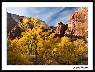 Backlitcottonwoods1443.jpg