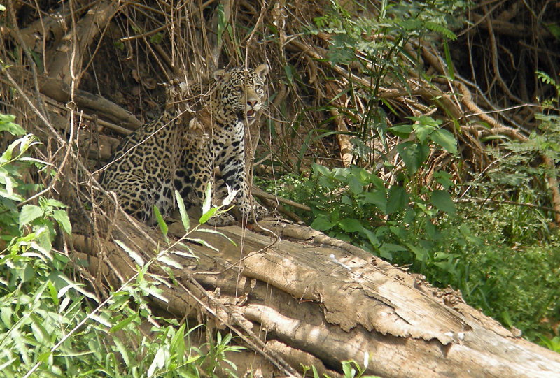 Jaguar - River Cuiaba