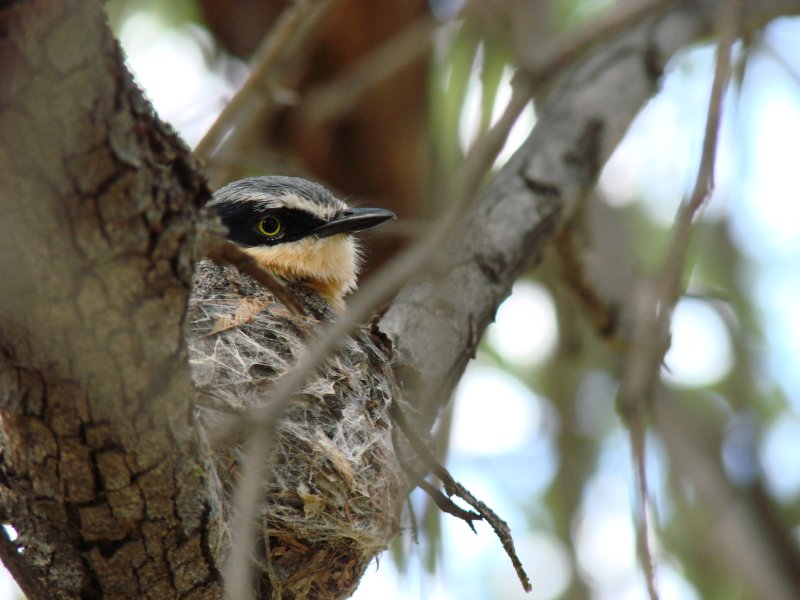 Pirit Batis - Daan Viljoen NP