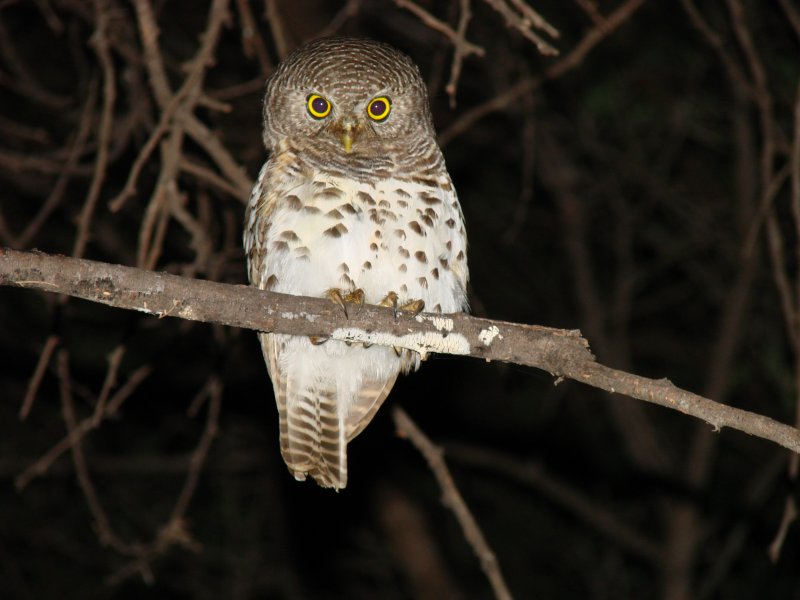 Barred Owlet - Sarasungu Lodge