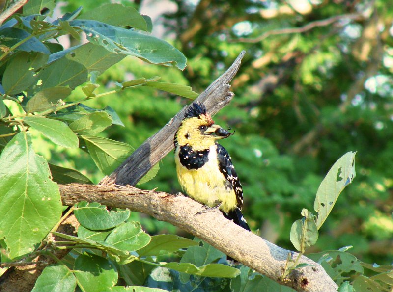 Crested Barbet - Mahango NP