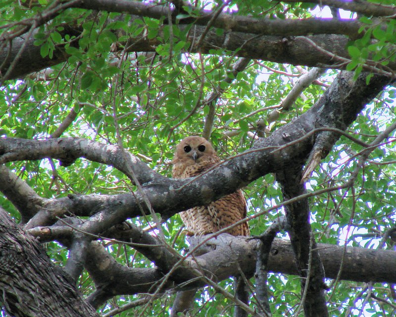 Pel's Fishing Owl - Shakawe (Botswana)