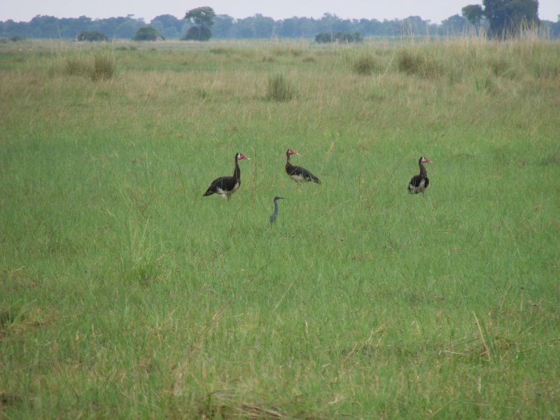 Spur-winged Goose and Slaty Egret - Bwabwata NP