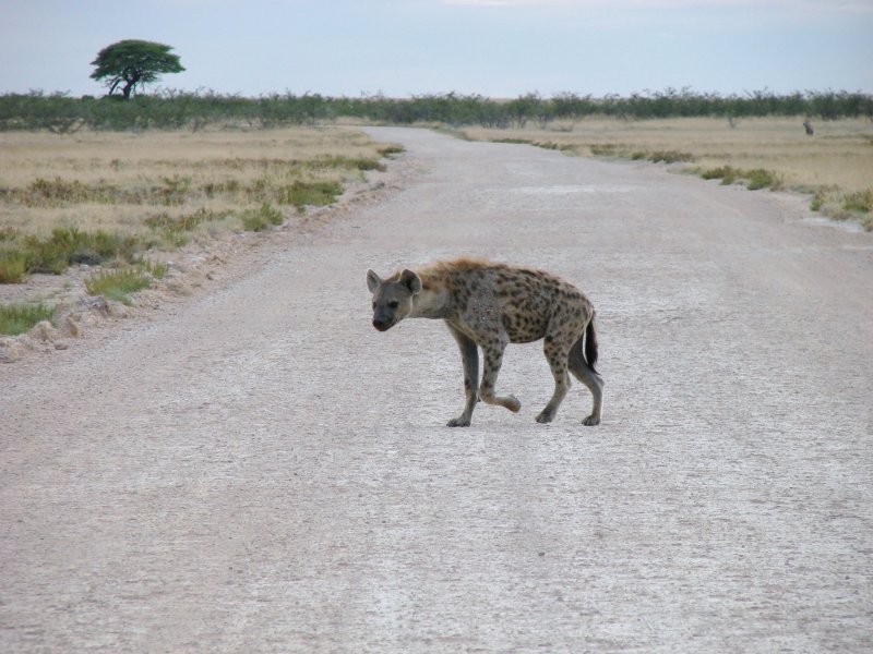 Spotted Hyaena - Etosha NP