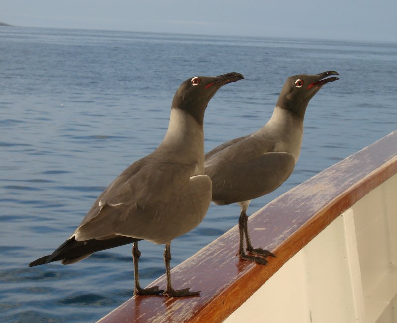 Lava Gull - at sea