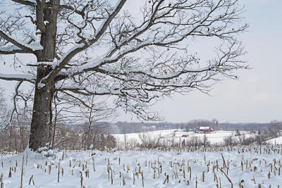 tree and farm.jpg