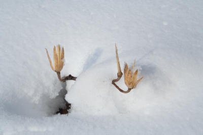 Winter tulips.jpg