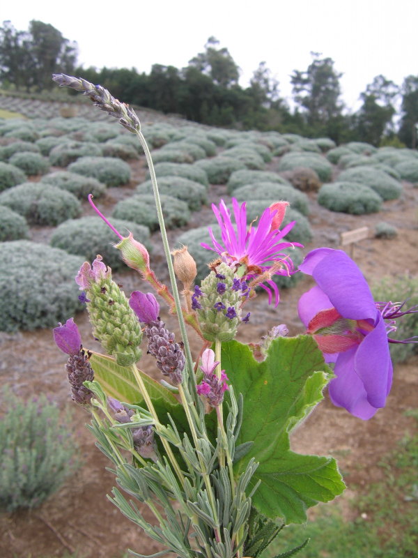 Flower 5