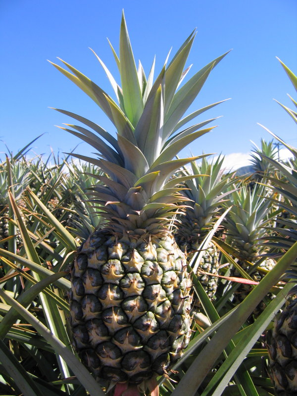 Pineapple