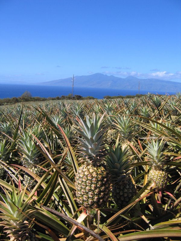 Kapalua pineapple