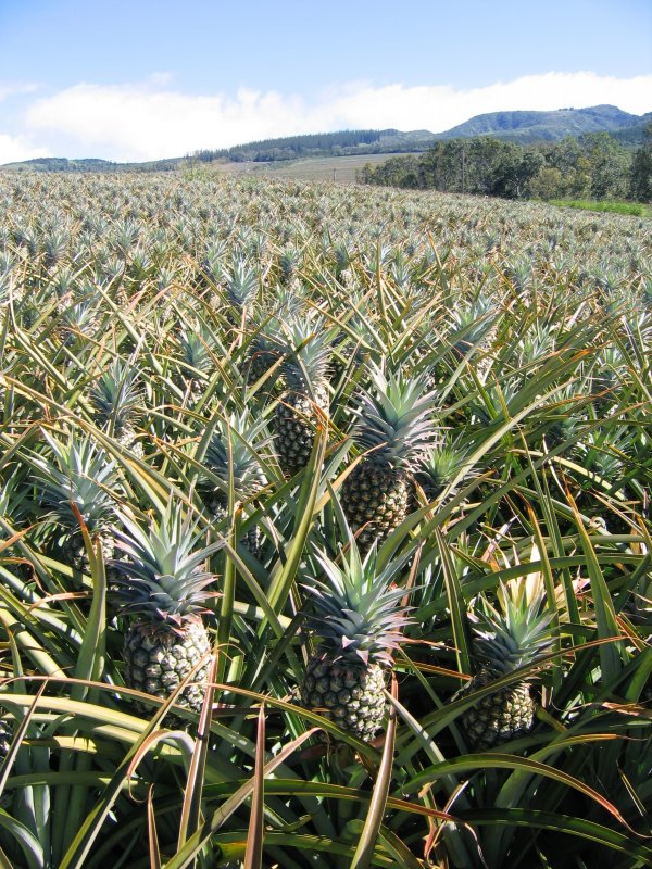 West Maui pineapples