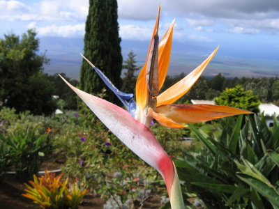 Bird of paradise
