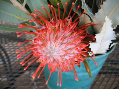Flower 4