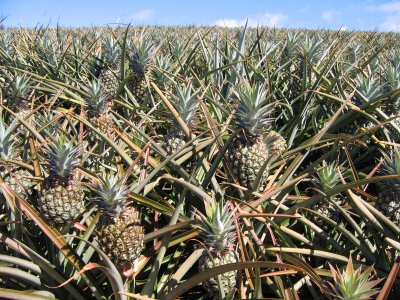Pineapple farm