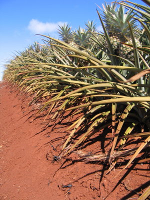 Pineapple road