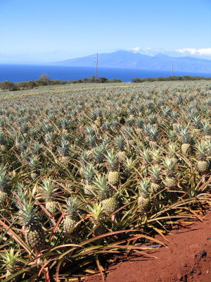 Maui pineapples