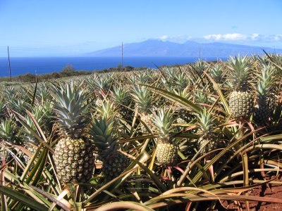 Pineapple Molokai