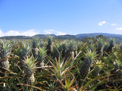 Pineapple plantation