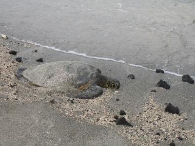 Sea turtle
