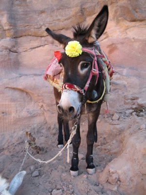 Laila the donkey was all spruced up for the day.