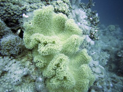 Sea anemone