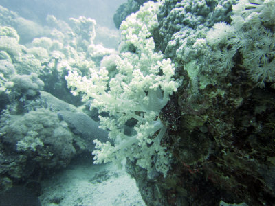 Coral?