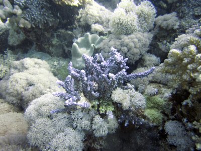 Blue and purple corals