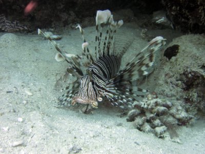 Lion fish