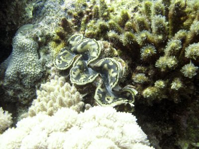 Sea clam