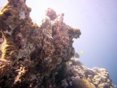 Scorpion fish.