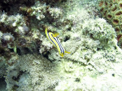 Nudibranch