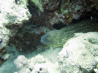 Eel
