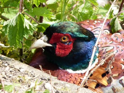 This Pheasant was moments before it died.  I found it in the yard and when we came back an hour later, it had been killed.