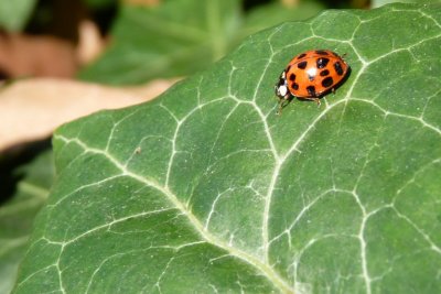 Ladybug -- playing with Donna's new camera.