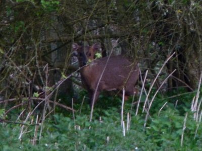 Munt Jac:  These little antelope came out just at dusk