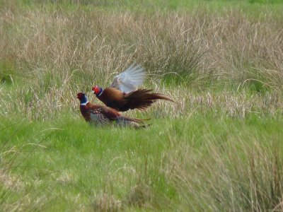 Pheasants fighting