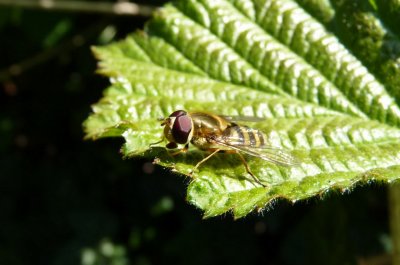 Fly -- playing with my camera.