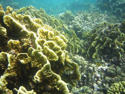 Cool leaf-like brachiated coral