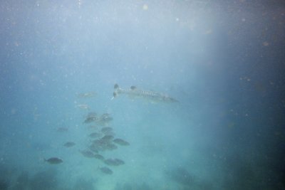 Barracuda and its fan school