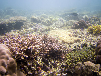 Coral gardents