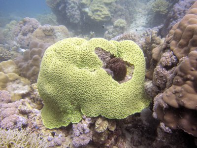 Coral