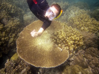 This gives some perspective to the size of some of these coral.