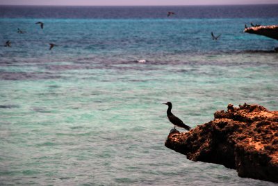 Brown Booby -- Quite proud of myself having never seen a booby, but this was the first name that came to mind upon seeing it.