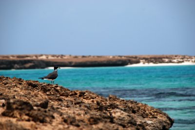 White-eyed Gull