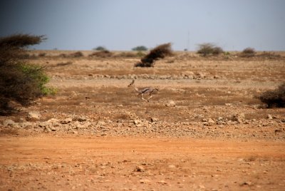 Antelope -- how many can you count?