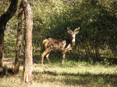 Well rewarded for the trip down, these Spotted Deer found the lodge area a safe haven.