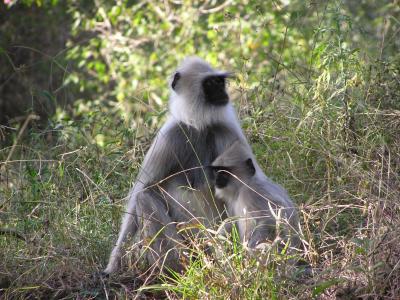 Along the road to the park, we stopped to watch Common Langur monkey.